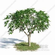 鸡蛋花图片大全及介绍