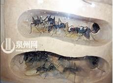 蟑螂幼虫图片 白色